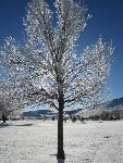 Frosted Tree