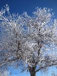 Frosted cottonwood