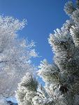 Frosted pine and cottonwood trees