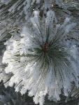 Frosted pine needles