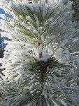 Frosted covered pine needles