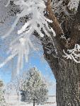 Frost covered cottonwood and pine