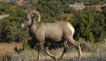 Ram on the park road