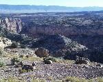 Sheep along the canyon rim