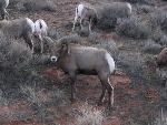 Bighorn ram