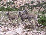 Three young Bighorn's