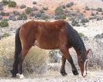 Wild Horse grazing