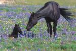 Wild horse with young