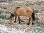 Wild horse by the roadside