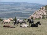 Wild horses in the Pryor Mountains