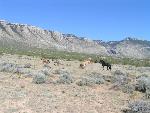 Wild Horses at play under a big sky