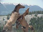 Wild horses at play