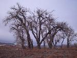 Giant cottonwoods