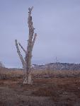 Remnants of a cottonwood