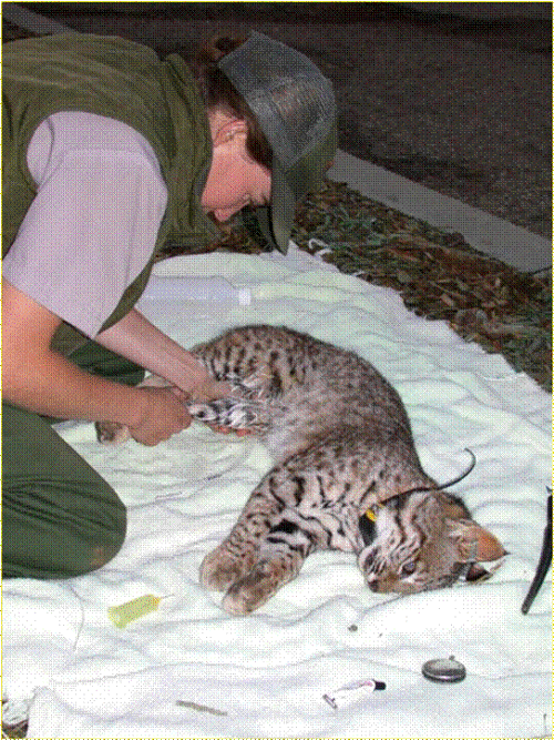 Bobcat with resource manager