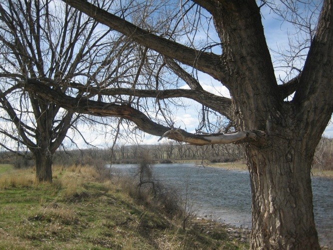 Cottonwood trees line the banks of the Bighorn River