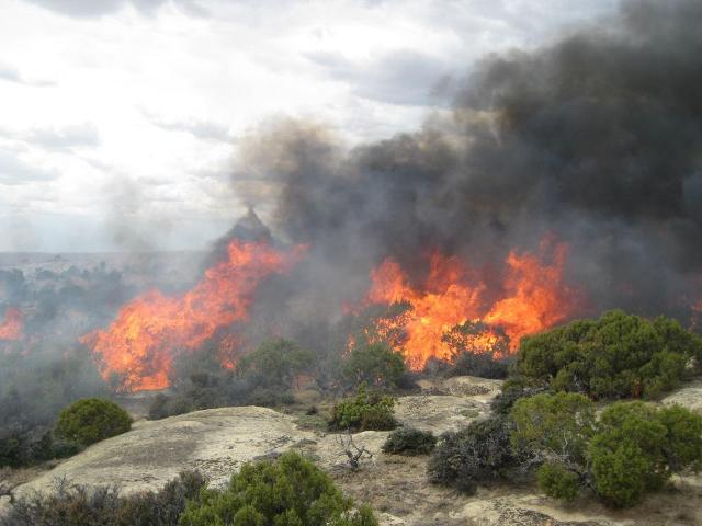 Prescribed burn to restore Bighorn Sheep habitat