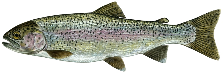 Pictures Of Rainbow Trout. Rainbow Trout