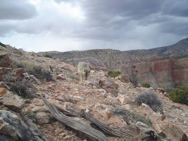 Coyote along the rim of Bighorn Canyon