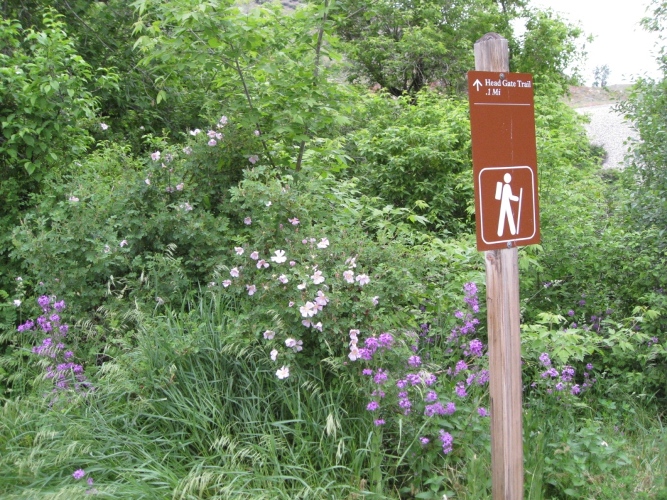 The beginning of Bighorn Head Gate Trail with wildflowers in bloom