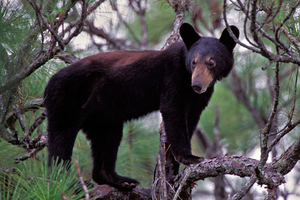 Ralph-s-bear-in-tree_1