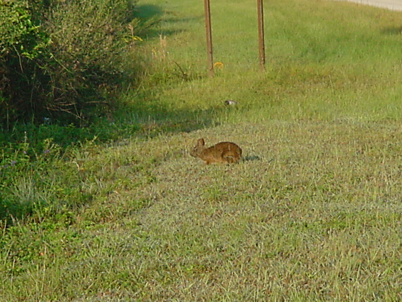 bunny-1