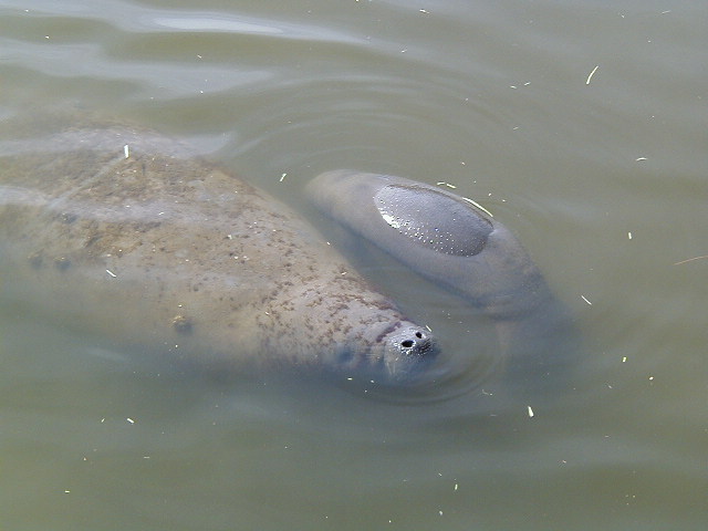 manatees