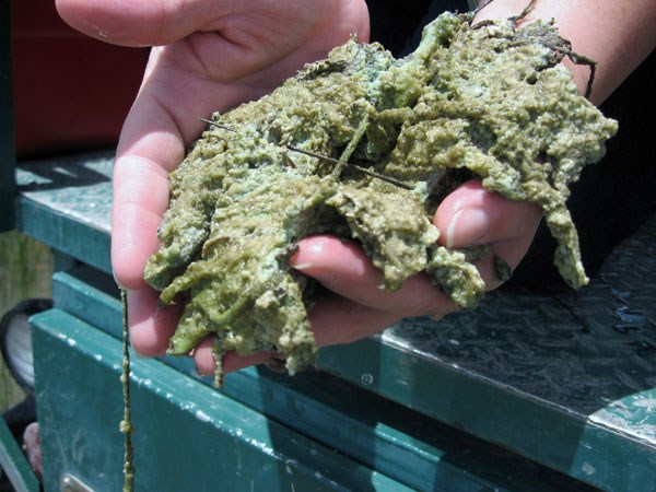 Hands hold brown/green periphyton full of water.