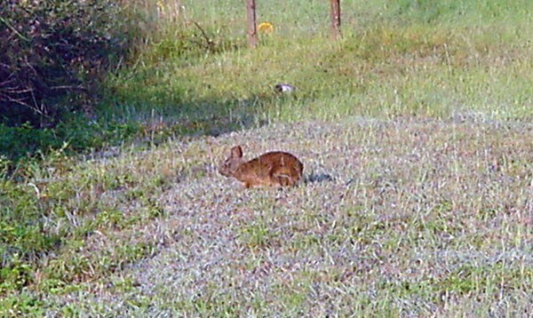 A marsh rabbit sits in low grass.