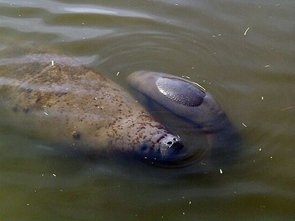 A manatee and her calf come to the surface of the water for air.