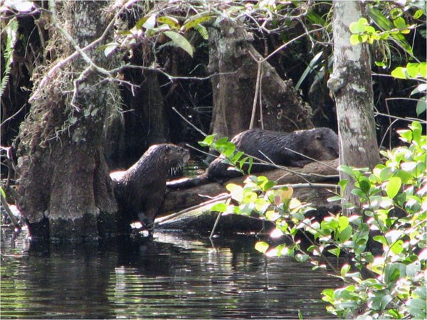 Two river otters forage near the submerged trunks of pond apple trees.