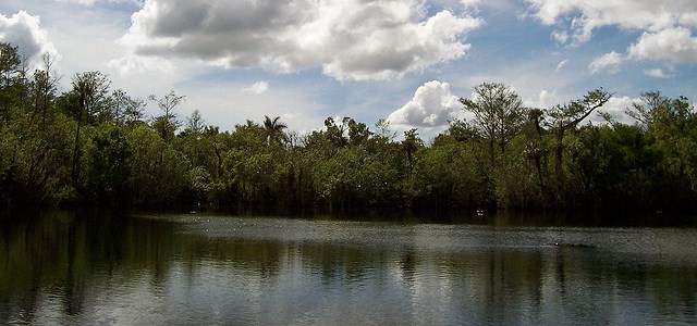 A lake surrounded by thick vegetation on all sides.