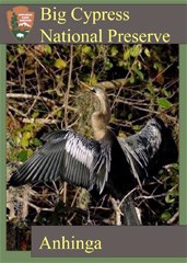 A trading card featuring an anhinga with its wings spread out to dry.