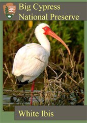 A trading card featuring a white ibis standing in water.