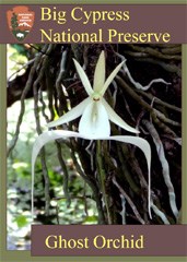 A trading card featuring a ghost orchid bloom.