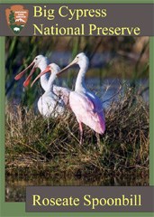 A trading card featuring three roseate spoonbills near water.