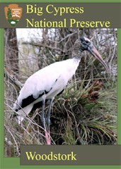 A trading card featuring a woodstork perched among airplants.
