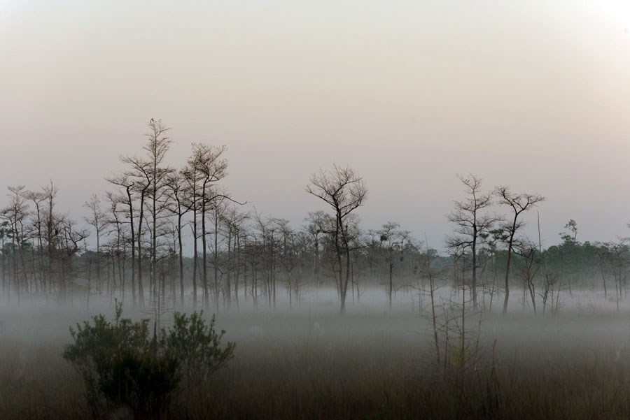 A layer of mist forms underneath leafless branches of cypress trees during a sunrise.