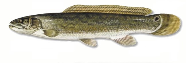 Colored drawing of an olive-green bowfin with a black spot at the base of its tail