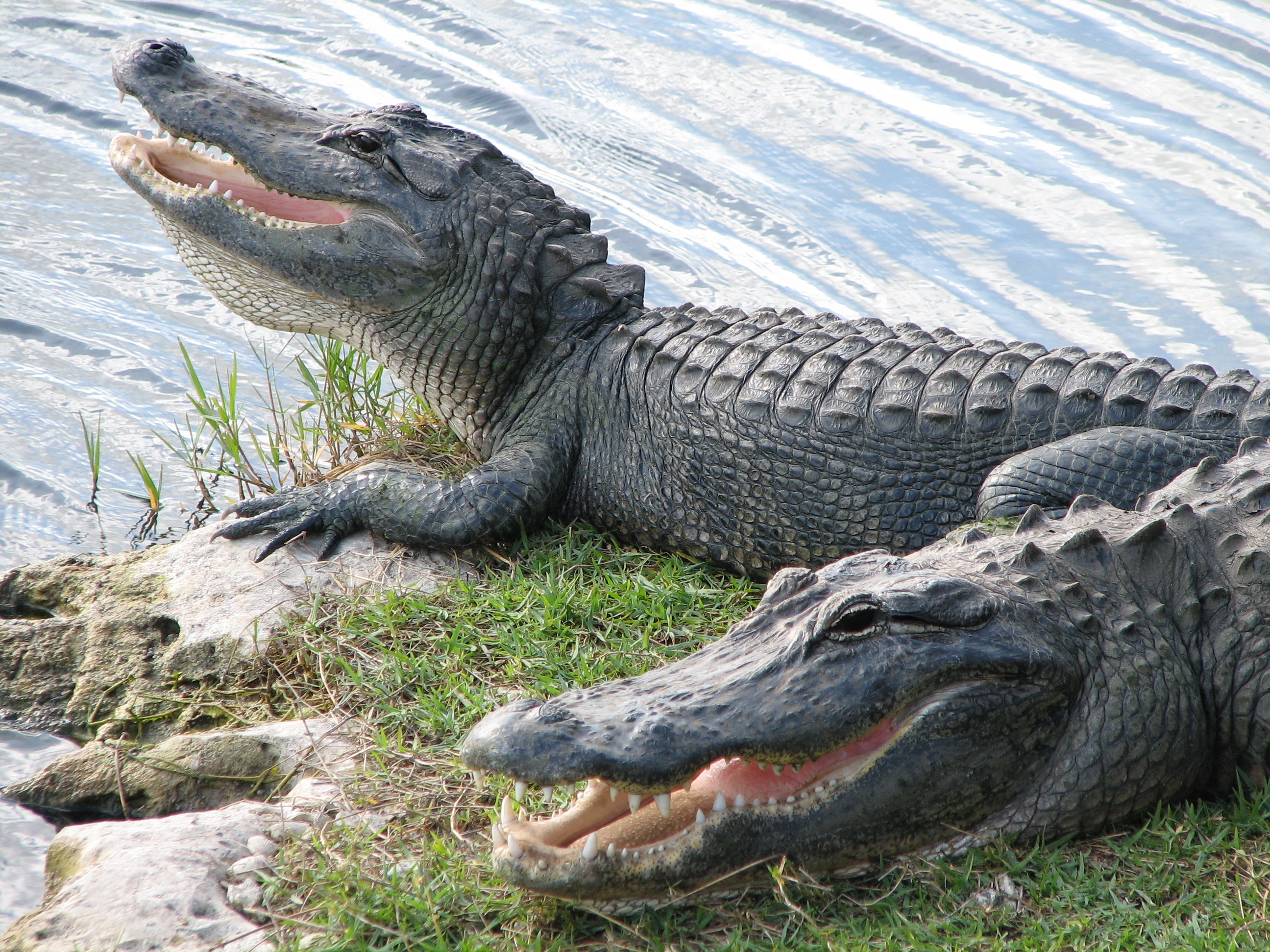 alligators in gulf coast waters