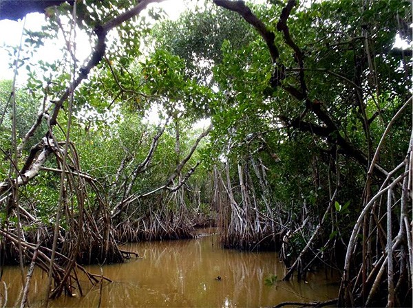 A watery path flows through a tunnel of red mangrove trees and their prop-roots.