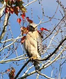 Red-shouldered Hawk sitting in an almost bare maple tree with a few reddish leaves around it.