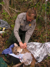State of florida fish and wildlife jobs