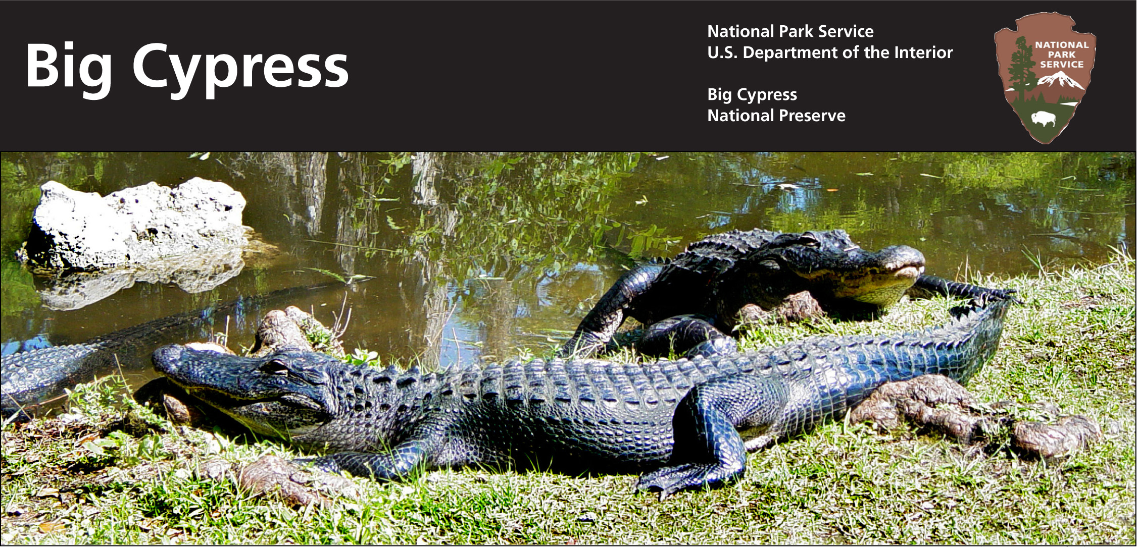 01052010 american alligator final hi res-1