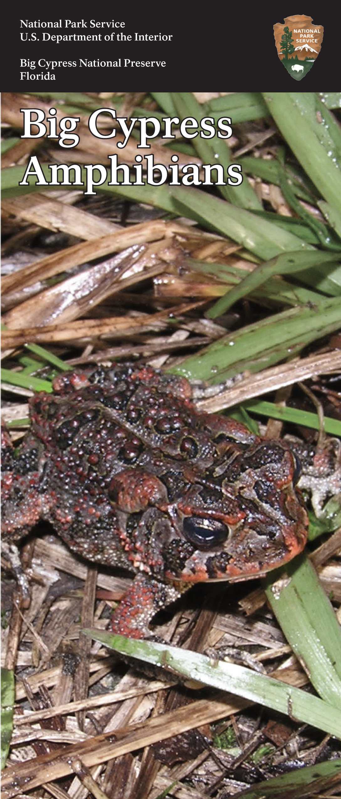 Amphibian chklst_hires-1