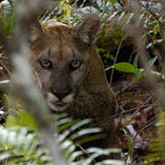 Big Cypress National Preserve makes up a majority of the Florida panther's primary habitat.