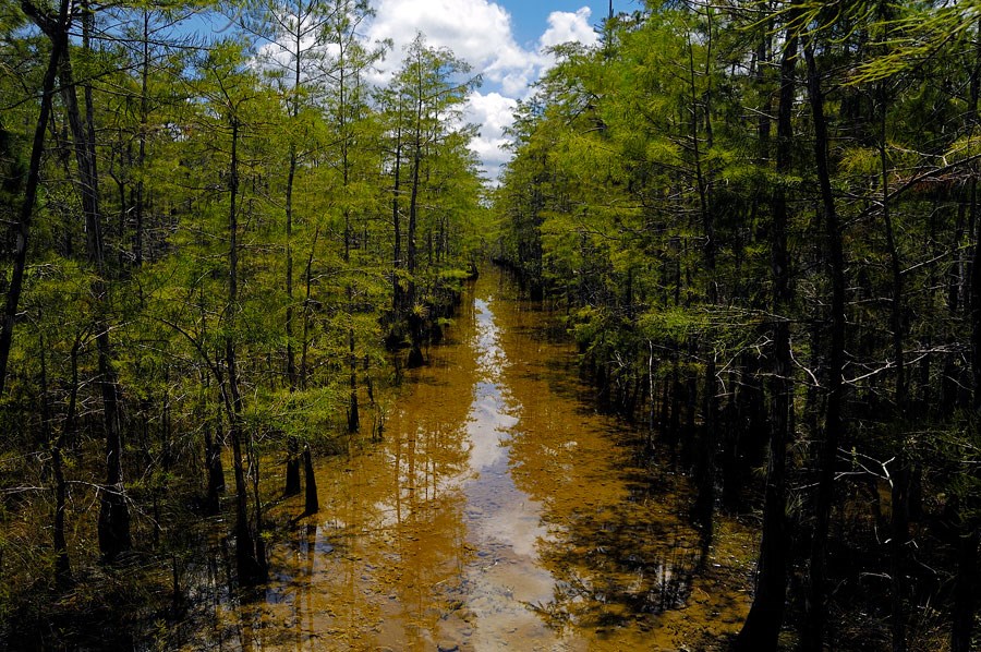 A submerged trail leads through a strand of cypress.