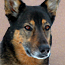 dog1