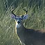 Water levels can impact quality deer herds. Photo courtesy of Ralph Arwood.