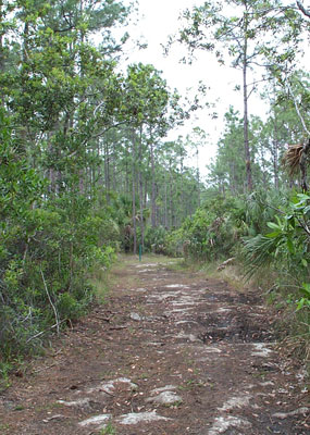 ORV trail i Big Cypress.